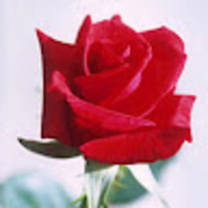 Meet your Posher, Ava